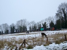 Photo 6x4 Gypsy encampment