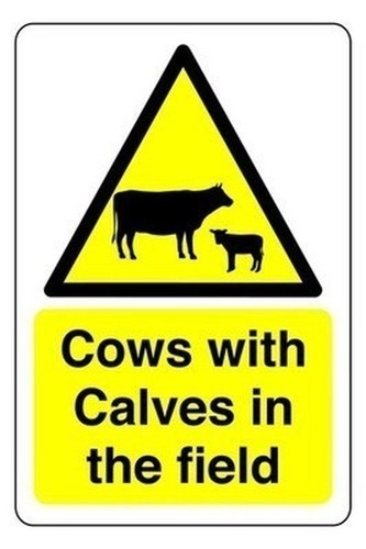 Cows with calves the field - cows,