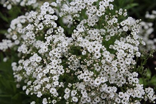 Gypsophila paniculata white - paniculata,