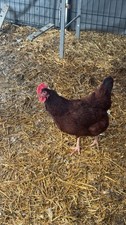 Rhode Island Red Hatching Eggs