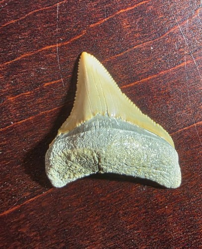 Amazing lateral megalodon - amazing,