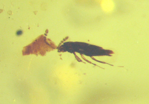 Cretaceous amber fossil - amber,