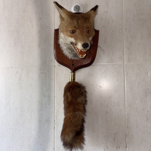Bill hanson taxidermy fox - bill,