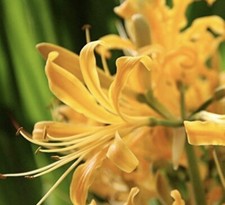Nerine Yellow Bulbs : $45 For