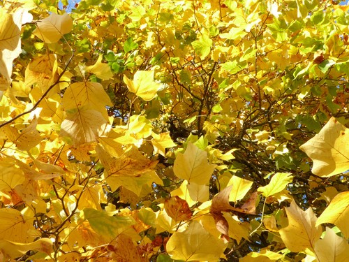 Tulip tree liriodendron - tree, -liriodendron
