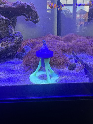 Neon reef coral - 5, £10