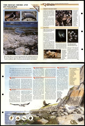 The rocky shore - rocky,