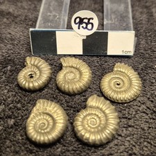 Pyrite Jurassic Ammonites