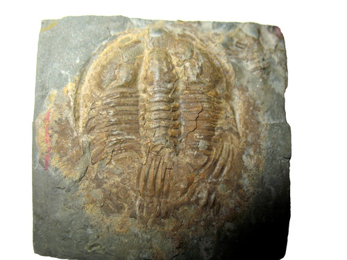 Cambrian trilobite fossil - cambrian,