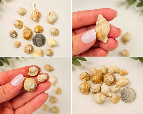 Mirl natural mini seashells - natural,