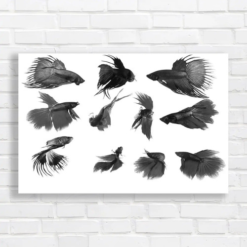 Siamese fighting fish collage - fighting,