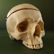 Artificial human skull - human,