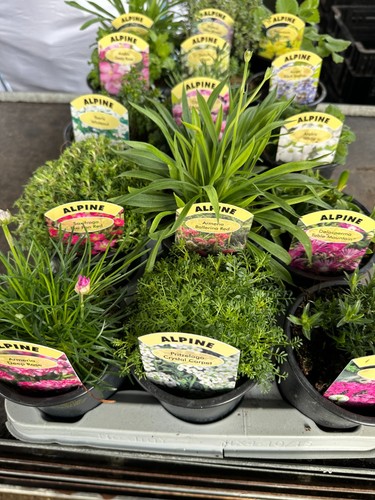 Rockery alpine plants - rockery,