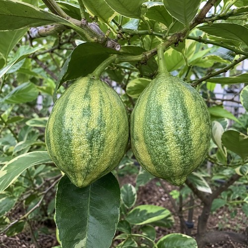 Variegated lemon tree live - lemon,