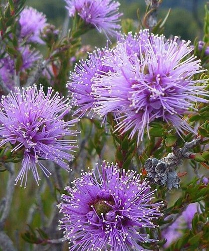 Melaleuca gibbosa honey - honey, myrtle