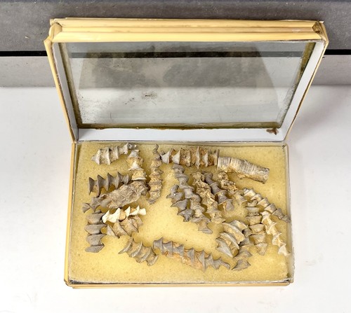 Archimedes bryozoan fossils - archimedes,