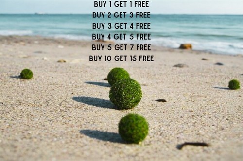 Marimo moss ball inch - marimo,