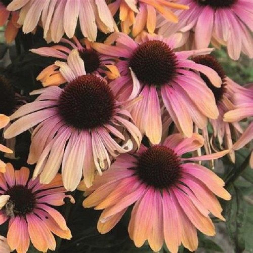 Echinacea - , (coneflower)
