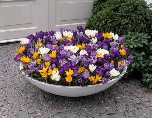 Crocus bulbs large flowering - large,