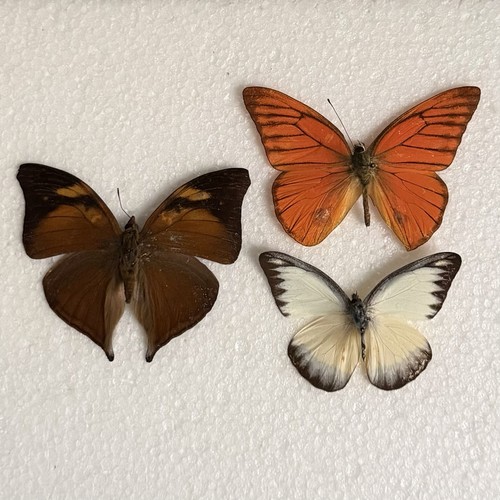 Entomology butterfly specimen - entomology,