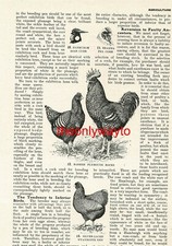 Barred Plymouth Rocks & Siler-Laced Wyandotte Hen, Chickens, Book Illustration