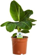 Banana Plant Musa Tropicana Dwarf Cavendish Houseplant Indoor Plants in 12cm Pot