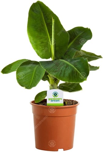 Banana plant musa tropicana - banana,