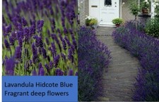 6x Lavandula Hidcote Blue flowers fragrant English lavender shrubs hedge plants