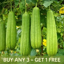 VEGETABLE SEEDS GOURD - 20