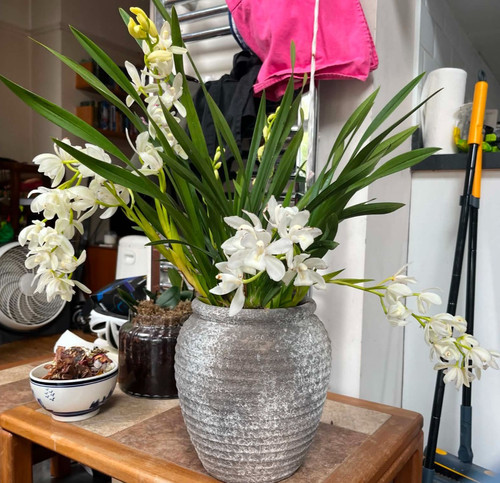 Magnificient cymbidium - 1,