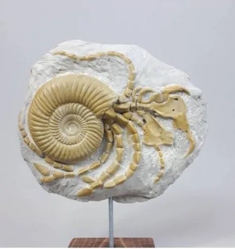 Abgil zoological fossil - zoological,