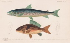 Cyprinus carpio Salmo carp salmon zoology engraving steel engraving Orbigny 1861