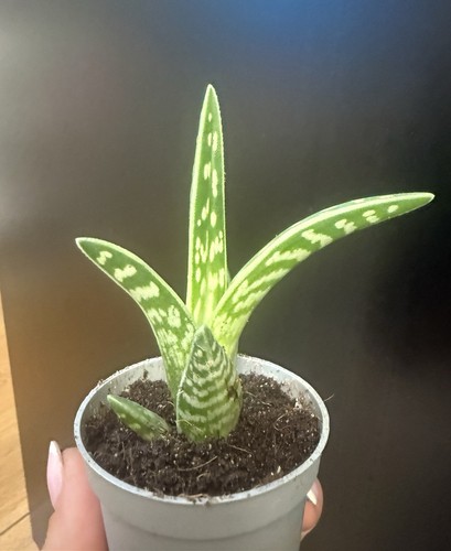 Aloe variagata succulent - aloe,