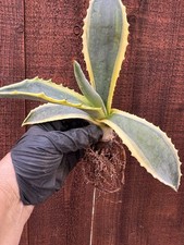 Americana Agave Variegata
