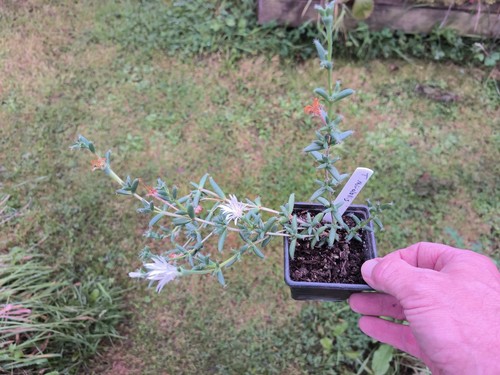 Trichodiadema mirabile - trichodiadema,