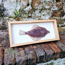 Taxidermy Dried Framed Plaice