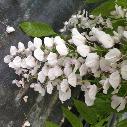 Wisteria floribunda rosea - floribunda,