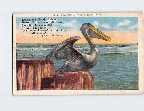 Postcard old bill pelican - bill,