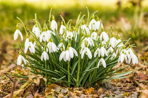 10x single snowdrop - 10x, galanthus