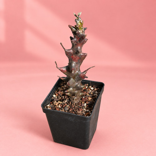 Beiselia mexicana 15cm - , rare