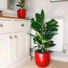 Rubber Plant ( Ficus Elastica ) - 110cm