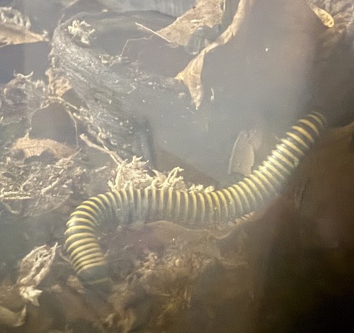 Anadenobolus monilicornis