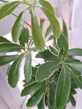 Schefflera "Moondrop" Dwarf