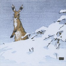 Hare in Snow Brown Rabbit