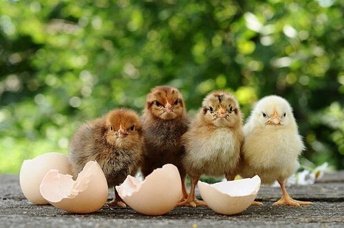 Rare breed free range - rare,
