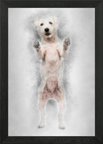 Parson russell terrier sta - parson,