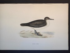 Dusky Petrel, History British