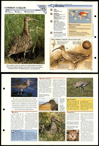 Common curlew birds - curlew,