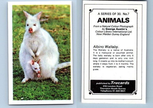 Albino wallaby animals - wallaby, 1972