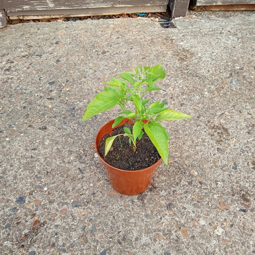 Natural home grown chilli - 1,